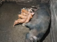 Schweine (Partie, Geschlecht nicht angegeben) — Foto 1