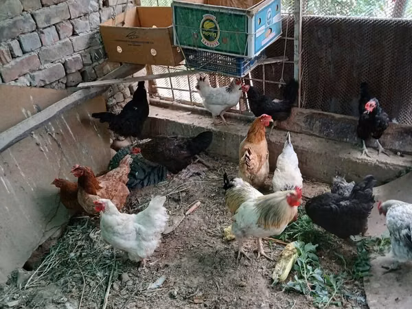 Chickens — Kirgisistan