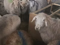 نعجة, Tian-Shan semifinewool sheep — الصورة 3