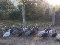 Guinea fowl — الصورة 7