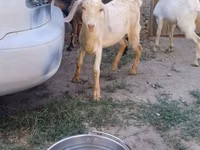 تيس, Nubian Goat — الصورة 5