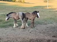 Caballos (lote, sexo no especificado), Gypsy horse — foto 2
