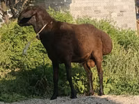 كبش, Hissar sheep — الصورة 4
