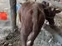 गाय, मवेशी — फ़ोटो 6