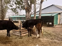 ثور, Russian Black pied cattle — الصورة 1
