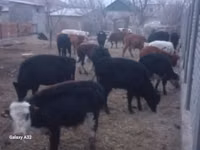 公牛, Cattle — 照片 2