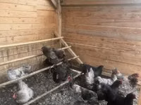 Australorp — Foto 4
