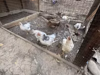 Adler Silver — Foto 3