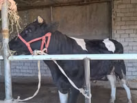 Bulle, Russian Black pied cattle — Foto 1