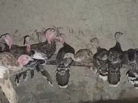 Turkeys — Foto 3