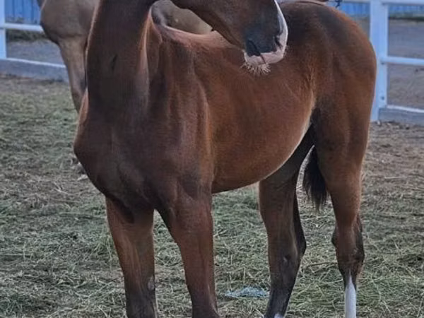 Hengst, Akhal-Teke