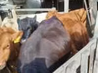 Bulle, Aberdeen-Angus — Foto 7