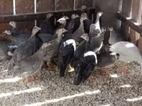 Guinea fowl — Foto 1