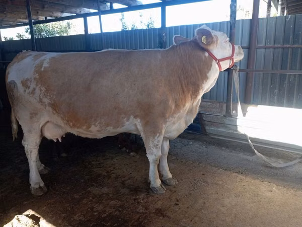 Kuh, Simmental cattle
