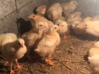 Chickens — الصورة 1