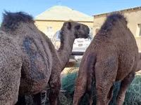 جمل, Kazakh Bactrian camel — الصورة 1