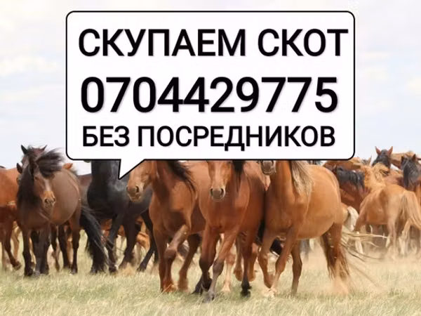 Caballo, Caballos