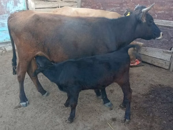 गाय, मवेशी — कज़ाखस्तान