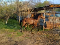 Caballo, Caballos — foto 4
