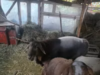 Widder, Arashan sheep — Foto 1
