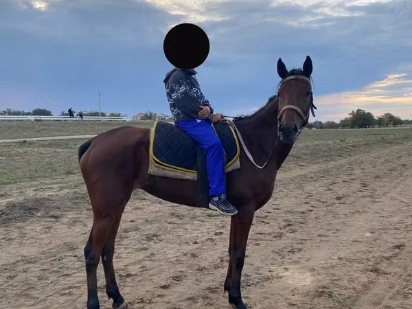 Stute, Thoroughbred horse — Kasachstan