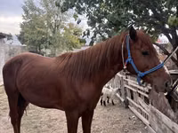 Hengst, Kyrgyz Horse — Foto 8