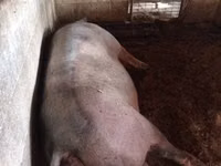 Säue, Schweine — Foto 2