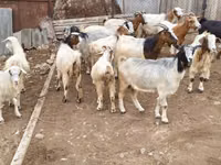 عنزة, Damask goat — الصورة 1
