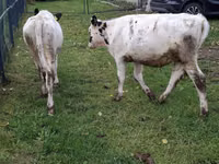Kuh, Simmental cattle — Foto 5