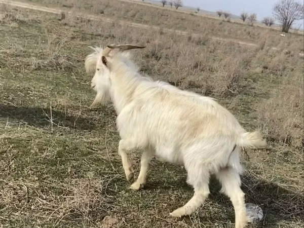 Эчки, Козулар