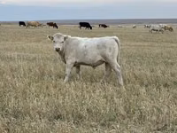 Букачар, Швиц породу — сүрөт 1
