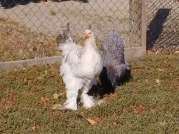 Brahma