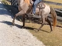 Caballo, Rocky Mountain Horse — foto 4
