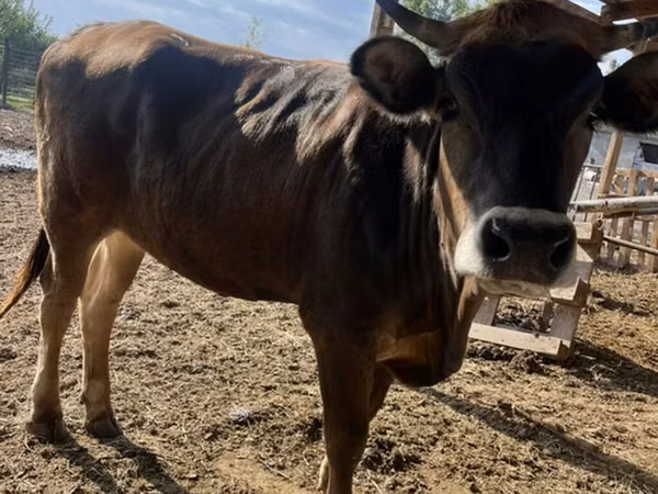 母牛, Swiss cattle — 吉尔吉斯斯坦