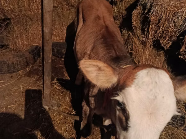 母牛, Cattle — 吉尔吉斯斯坦