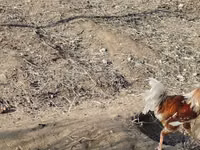 Turkeys — 6-rasm