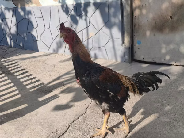 长门鸡