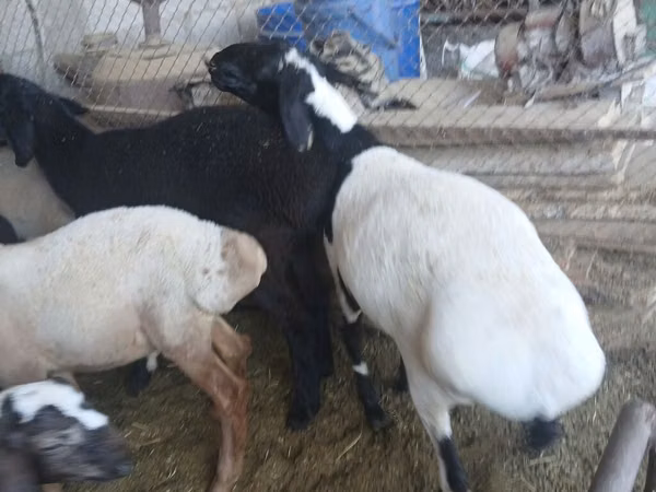 मेढ़ा, Rhon sheep