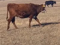 Vaca, Aberdeen-Angus — foto 4