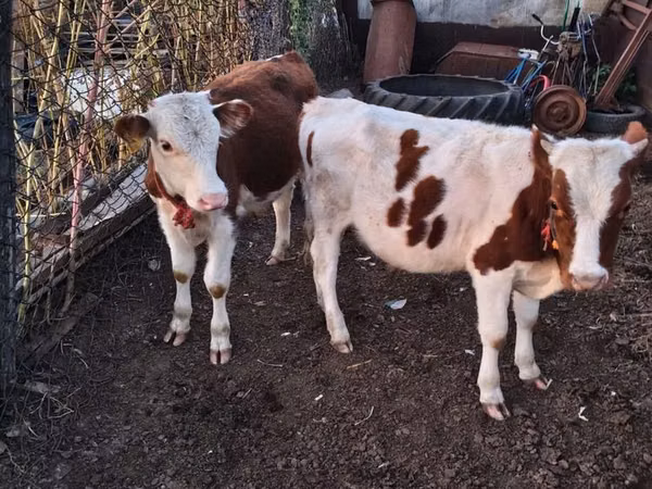 公牛, Simmental cattle — 哈萨克斯坦