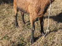 تيس, Alpine goat — الصورة 5