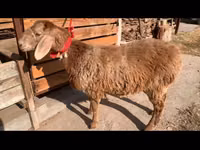 Sheep, Arashan sheep — photo 3