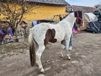 Mare, Horses — photo 3