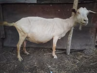 Ziege, Saanen goat — Foto 5