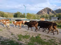 Vaca, Simmental cattle — foto 4