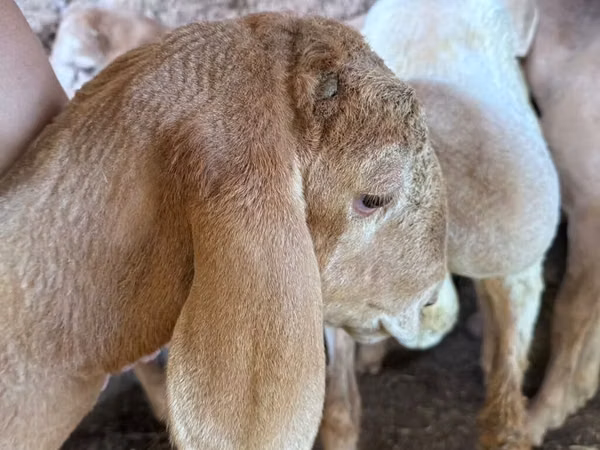 Widder, Arashan sheep