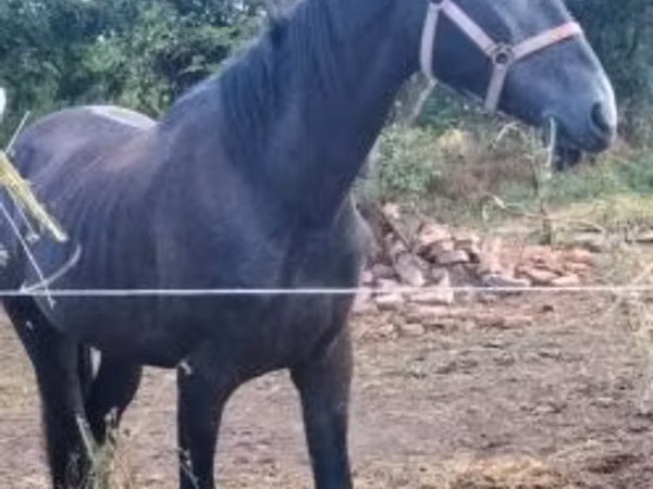 Horse (M), Horses