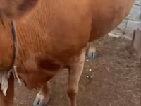गाय, Latvian Blue cattle — फ़ोटो 1