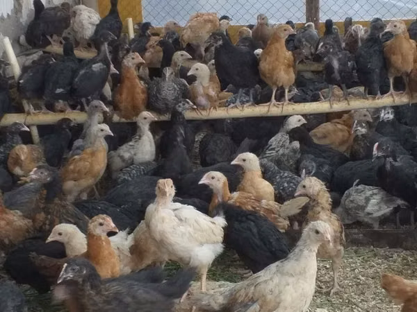 Chickens