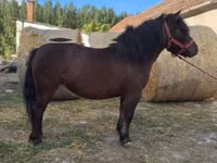 Yegua, Caballos — foto 1